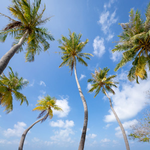 Wunschmotiv auf Tapete - Kokospalmen Vor Blauem Himmel oder mit Eig...