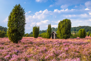 Bilder Tapete - Bienenhäuschen In Der Blühenden Heide Ii oder mit E...