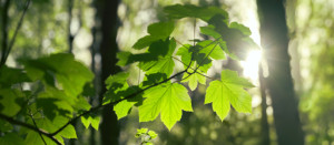 Wunschbild Tapete - Von Hinten Beleuchtete Grüne Blätter Im Wald od...