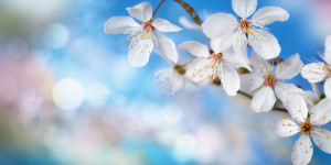 Foto Tapete - Zarte Weiße Kirschblüten Auf Blauem Bokeh oder mit Ei...