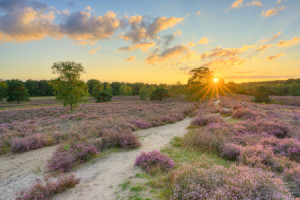 Wunschmotiv Tapete - In Der Westruper Heide Bei Sonnenuntergang ode...