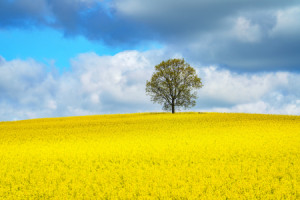 Wunschbild auf Tapete - Raps oder mit Eigenem Foto