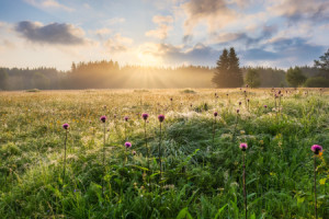 Bild Tapete - Sommermorgen Im Erzgebirge oder mit Eigenem Foto