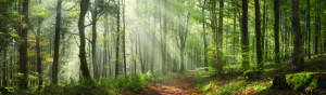 Foto Tapete - Bezaubernde Sonnenstrahlen In Einem Grünen Wald oder ...