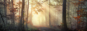 Vliestapete - Schöne Sonnige Stimmung Im Nebligen Herbstwald oder m...