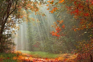 Vliestapete - Herstwald oder mit Eigenem Foto