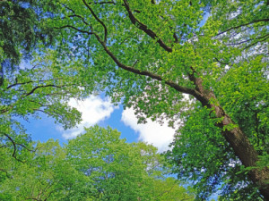 Wunschmotiv Tapete - Der Dach Des Waldes oder mit Eigenem Foto