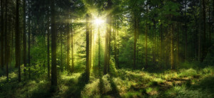 Wunschmotiv auf Tapete - Sonnenstrahlen Durchfluten Wald Auf Einer ...