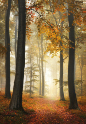 Wunschbild auf Tapete - Verträumte Waldlandschaft Mit Nebel Im Herb...