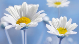 Motiv als Tapete - Margeriten oder mit Eigenem Foto