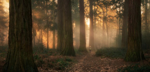 Foto Tapete - Goldenes Sonnenlicht Bei Nebel Im Redwood-Wald oder m...