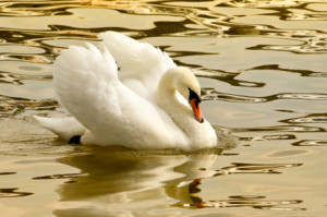 Bilder Tapete - Schwan oder mit Eigenem Foto