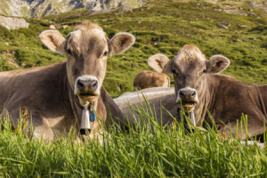 Wunschmotiv auf Tapete - Kühe Auf Der Weide In Der Schweiz oder mit...