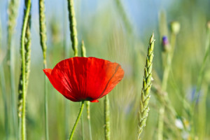 Motiv auf Tapete - Mohnblume oder mit Eigenem Foto