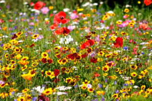 Foto auf Tasse - Blumenwiese oder mit Eigenem Foto