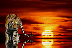 Wunschmotiv als Fototasse - Tiger Vor Sonnenuntergang oder mit Eige...