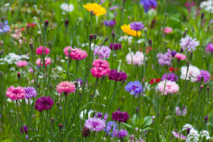 Tasse - Sommerwiese oder mit Eigenem Foto