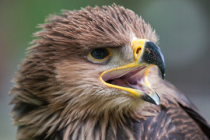 Wunschmotiv auf Tasse - Greifvogel oder mit Eigenem Foto