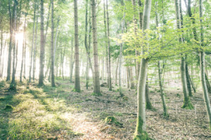 Fotos Tasse - Sonnenstrahlen Im Wald oder mit Eigenem Foto