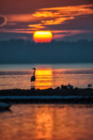 Motiv Tasse - Flamingo Vor Sonnenuntergang Am Chiemsee oder mit Eig...