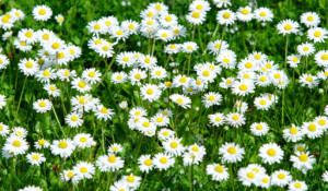 Wunschbild Tasse - Gänseblümchen Wiese oder mit Eigenem Foto