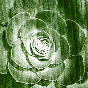 Wunschmotiv Tasse - Succulent Iii oder mit Eigenem Foto