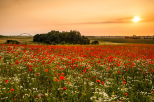 Motiv als Tasse - Sommerträume In Rot oder mit Eigenem Foto