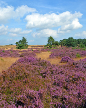 Bild auf Tasse - Die Heide Blüht oder mit Eigenem Foto