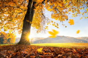 Motiv als Fototasse - Goldener Herbst oder mit Eigenem Foto
