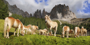 Motiv als Tasse - Haflinger Pferde Im Rosengarten Gebirge oder mit ...