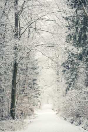 Motiv als Tasse - Winter-Wald oder mit Eigenem Foto