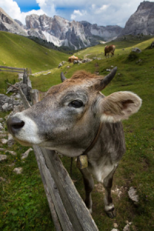 Motiv auf Tasse - Kuh Auf Der Alm Vor Bergkulisse oder mit Eigenem ...