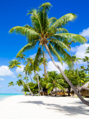 Foto Tasse - Palmenstrand Am Meer oder mit Eigenem Foto
