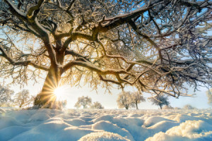 Wunschmotiv als Fototasse - Winterlandschaft Mit Der Sonne Hinter S...