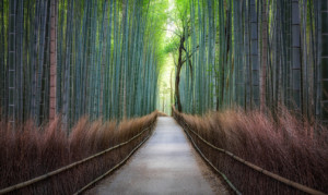 Motiv als Tasse - Bambuswald In Arashiyama oder mit Eigenem Foto