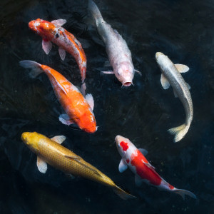 Wunschbild auf Tasse - Koi Karpfen Im Teich oder mit Eigenem Foto