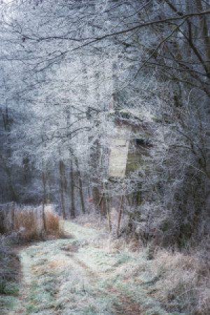 Bild Tasse - Frost Am Waldweg oder mit Eigenem Foto