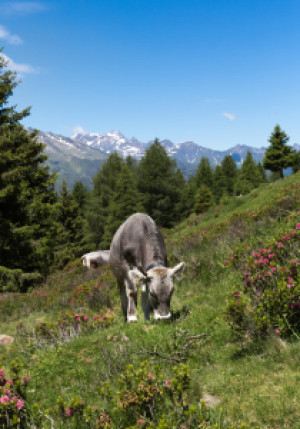 Wunschbild Tasse - Kuh Auf Der Alm oder mit Eigenem Foto