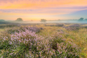 Bild Tasse - Heidelandschaft Im Nebel Kurz Vor Sonnenaufgang oder m...