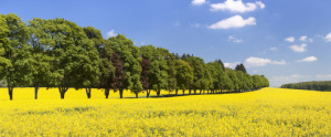 Wunschmotiv auf Tasse - Baumallee Und Rapsfeld Im Frühling oder mit...