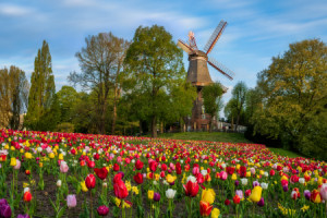 Bilder Tasse - Tulpen An Der Windmühle In Bremen oder mit Eigenem F...