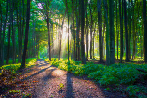 Motiv Tasse - Sommer Im Laubwald oder mit Eigenem Foto