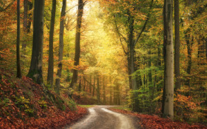 Motiv Tasse - Ruhige Herbstlandschaft In Einem Farbenfrohen Wald od...