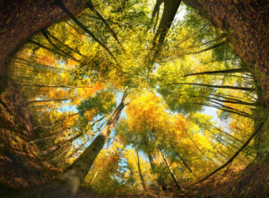 Bild Tasse - Wald-Ultraweitwinkel Eingerahmt Von Der Erde oder mit ...