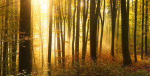 Wunschbild als Fototasse - Goldenes Sonnenlicht Beleuchtet Den Nebe...