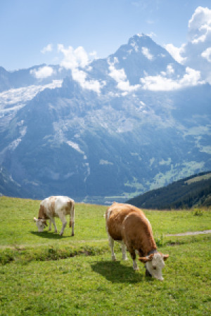 Wunschmotiv als Fototasse - Kühe Auf Der Weide oder mit Eigenem Foto