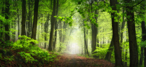 Foto auf Tasse - Nebliger Grüner Wald Im Frühling oder mit Eigenem ...