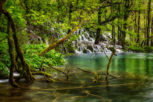 Foto Tasse - Wilder Wasserwald oder mit Eigenem Foto