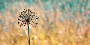 Wunschmotiv auf Tasse - Kugelblume oder mit Eigenem Foto