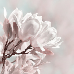 Tasse - Magnolie oder mit Eigenem Foto